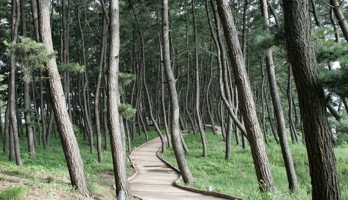 장항 송림&스카이워크 (28분거리)